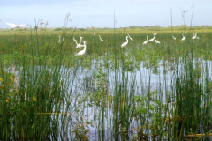 AVES-EN-PASO-PANALOYA-ENTRANDO-HACIA-TISMA_1.JPG
