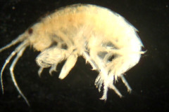 PA218579