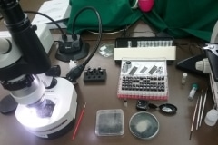 taxonomia_de_foraminiferos (6)