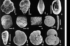 taxonomia_de_foraminiferos (7)