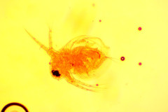 Cladoero1.jpg